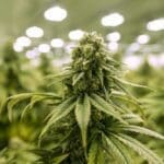 marijuana supply chain