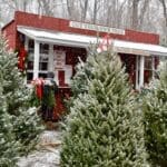 Christmas tree prices