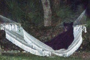 Bear on Hammock. From NBCMiami.com